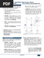 Neurons-and-Glial-Cells-Neuroanatomy