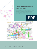 Rutas Metabólicas (1)