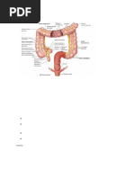 Intestino grueso_69f52b58667e193ed2a1e957177cc059