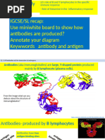 11.1a Antibody Production and Allergy