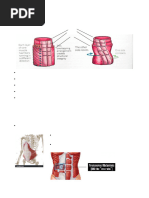 Functional-Anatomy-of-the-Core-1