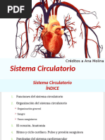 Anat 04 Circulatorio