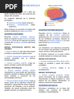 Vascularización encefálica