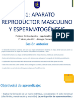 Aparato reproductor masculino y producción espermática