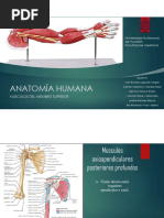 Músculos miembro superior