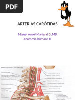 Arterias Carótidas