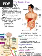 Mammalian&Digestivesystem