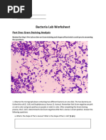 Bacteria+Lab+worksheet