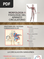 Salud Del Sistema Circulatorio