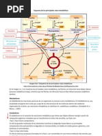 Principales Rutas Metabolicas.