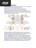 Human skeleton