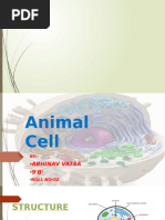 Animal Cell-1