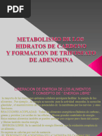 Metabolismo Hidratos de Carbono 2