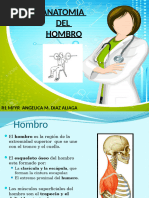 Anatomia Hombro