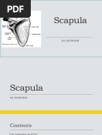 Scapula 1