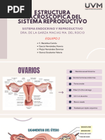 Estructura macroscópico del sistema reproductor