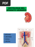 SISTEMA URINARIO (1)