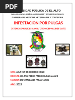 Infestacion de pulgas (2)