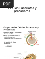 celulas y organelos