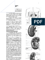 Anatomia Urogenital