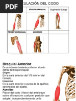 Musculos Del Brazo