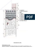 FISIOLOGÍA DE LA PIEL - Docx Expocision