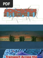 Unit 1- Cell Transport (2)