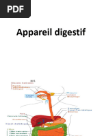 Appareil Digestif