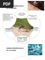 CADENA EPIDEMIOLOGICA