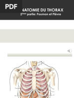 Anatomie Poumon Et Plevre