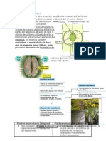 Transporte Nas Plantas