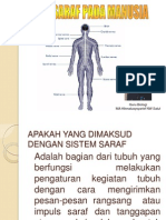 Sistem Saraf Pada Manusia