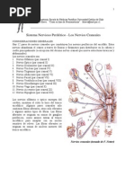 Nervios Craneales PUCV PUC 2011