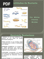  Bacterias