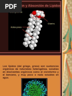 Medicina - Bioquimica Lipidos Estructura y Digestion