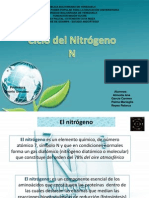 Ciclo Del Nitrogeno