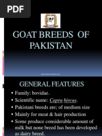 Goat Breeds of Pakistan