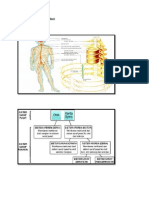 Sistem Saraf Periferi