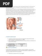 Fisiopatología Diabetes Gestacional