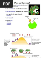 What Are Enzymes?