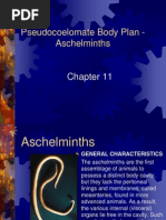 Chapter 11 Pseudocoelomate Body Plan Student