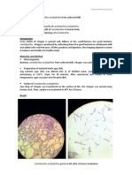 Isolation of Lactobacillus Acidophillus From Cultured Milk