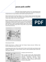 Sistem Pernapasan Pada Amfibi