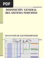 1) El Sistema Nervioso