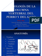 Columna Vertebral 1