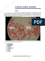  Identificacion de Neisseria