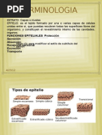 Anatomia Dental Completa