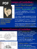 10 Cerebellum