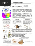 Guia n.5 El Movimiento Sistema Oseo y Muscular