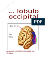 Lobulo Occipital